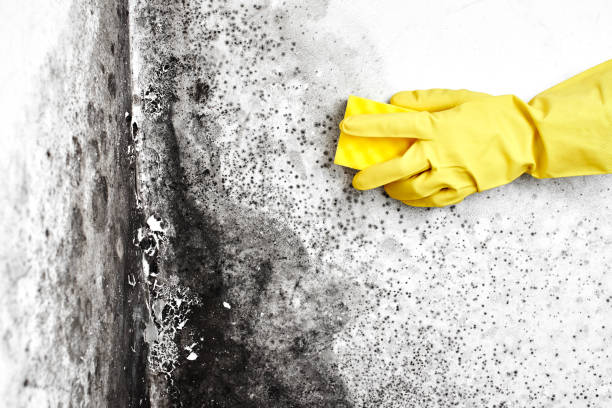 Best Mold Removal and Inspection  in Tyrone, OK