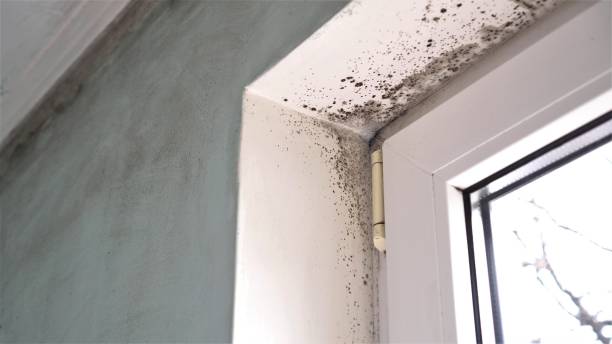 Best Black Mold Removal  in Tyrone, OK