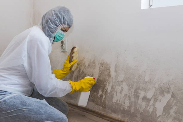 Best Toxic Mold Removal  in Tyrone, OK