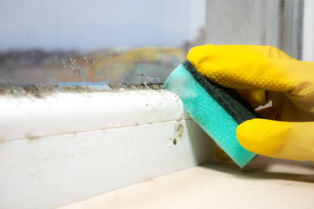 Best Best Mold Removal Companies  in Tyrone, OK