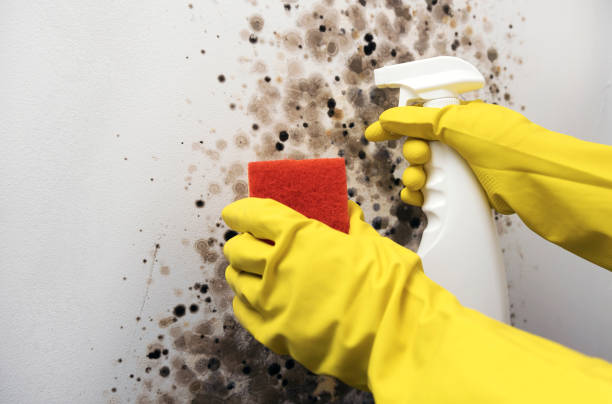 Home Mold Removal in Tyrone, OK