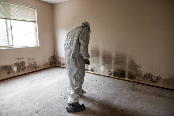 Best Attic Mold Removal  in Tyrone, OK